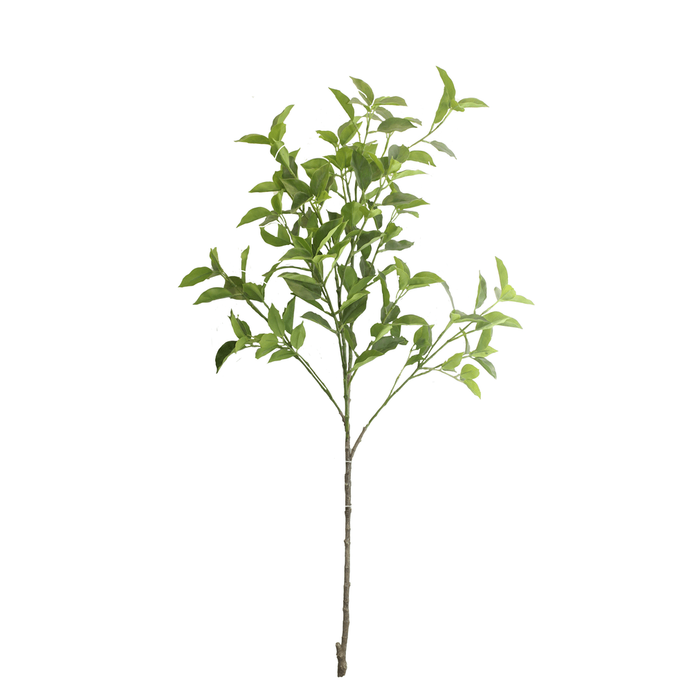 HIERBA RAMAS FICUS