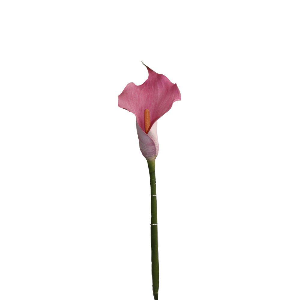 CARTUCHO ROSADO 12*0*72