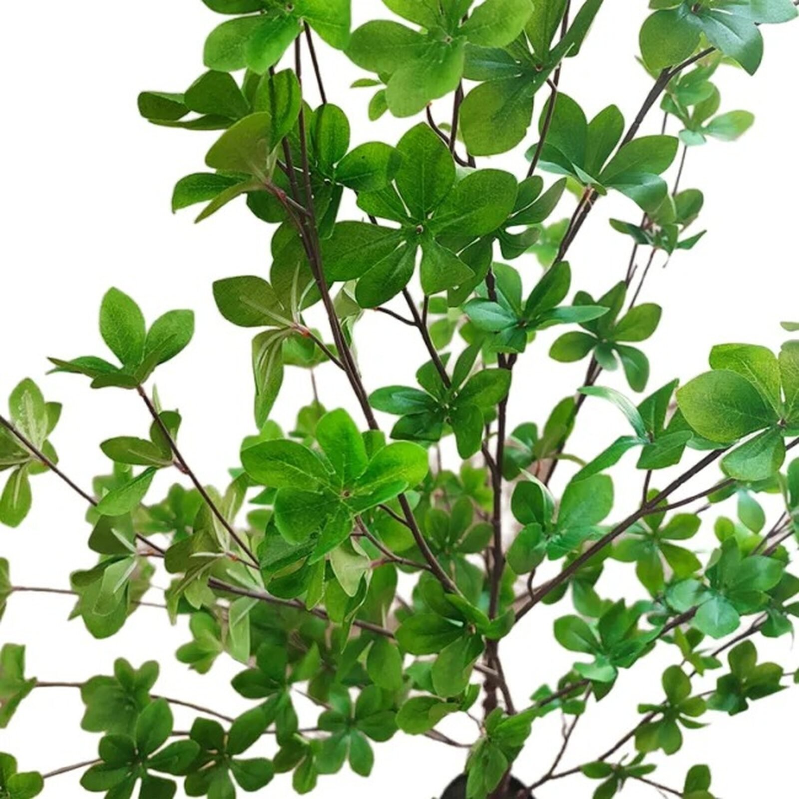 MATA ARTIFICIAL ENKIANTHUS 150CM - Imagen 9
