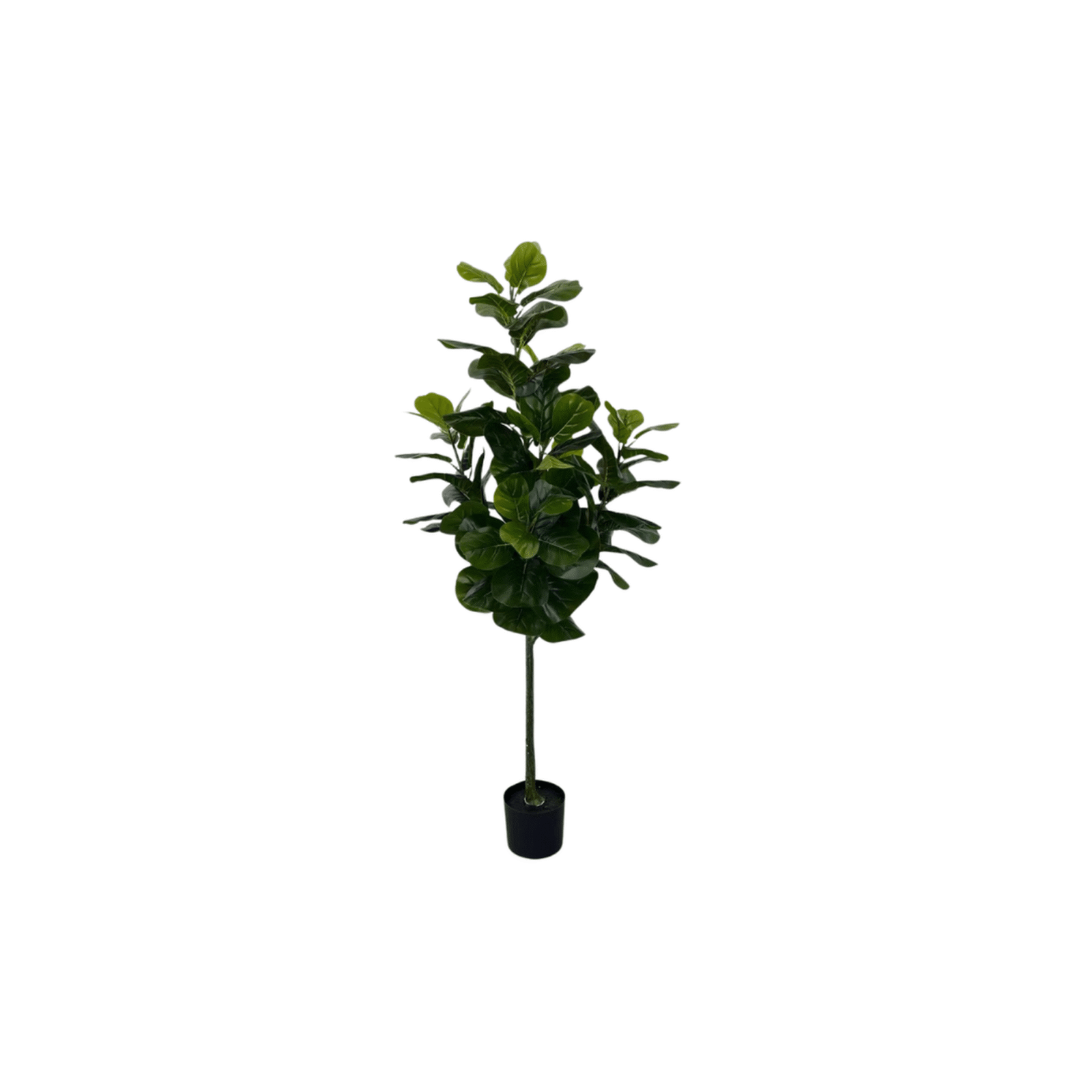 PLANTA ARTIFICIAL FICUS PANDURATA 150CM - Imagen 6