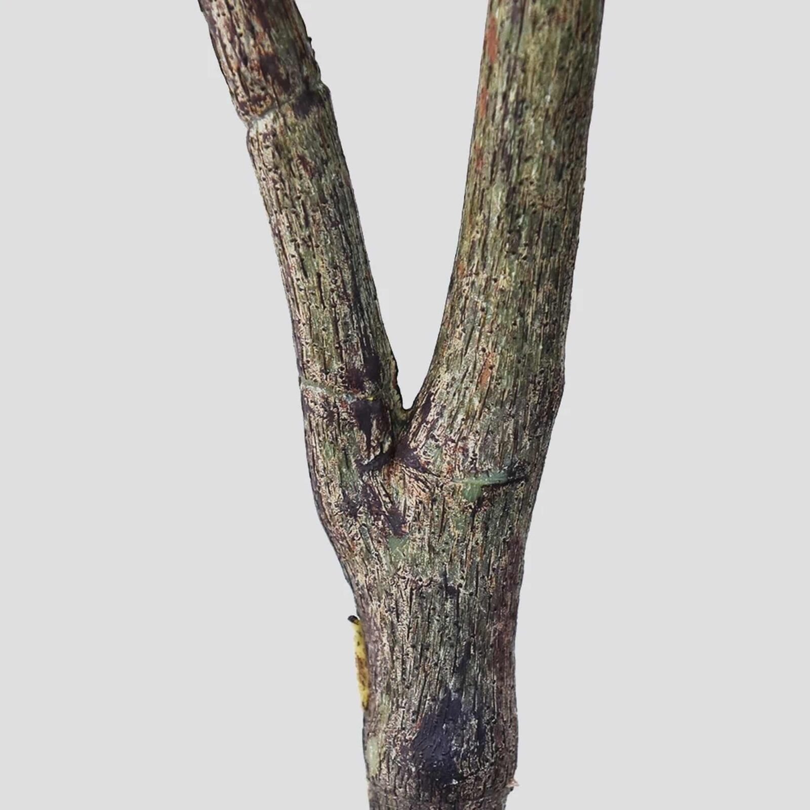 PLANTA ARTIFICIAL FICUS PANDURATA 150CM - Imagen 7