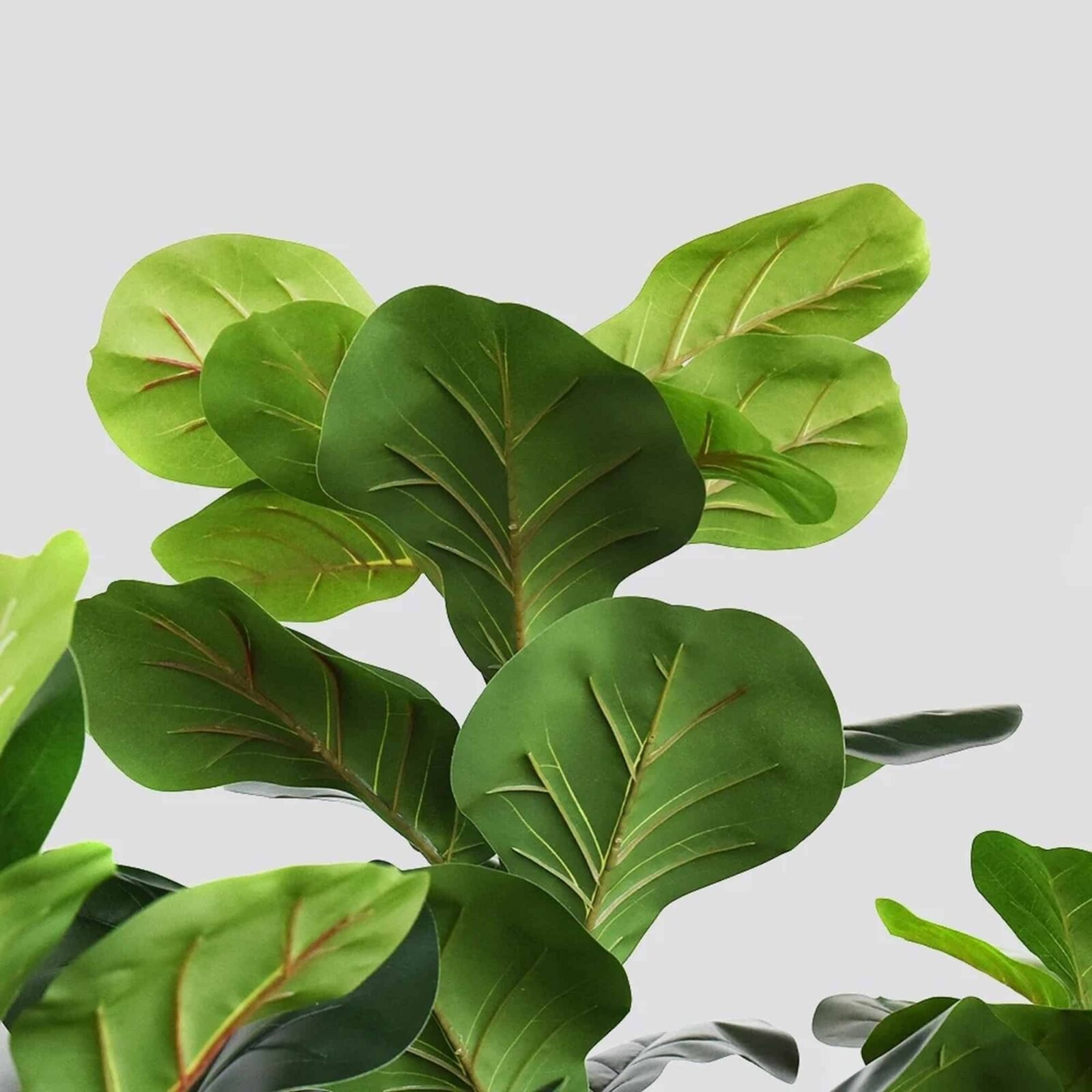 PLANTA ARTIFICIAL FICUS PANDURATA 150CM - Imagen 10