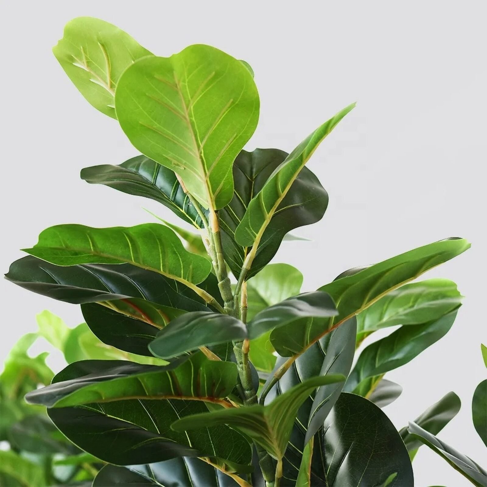 PLANTA ARTIFICIAL FICUS PANDURATA 180CM - Imagen 5