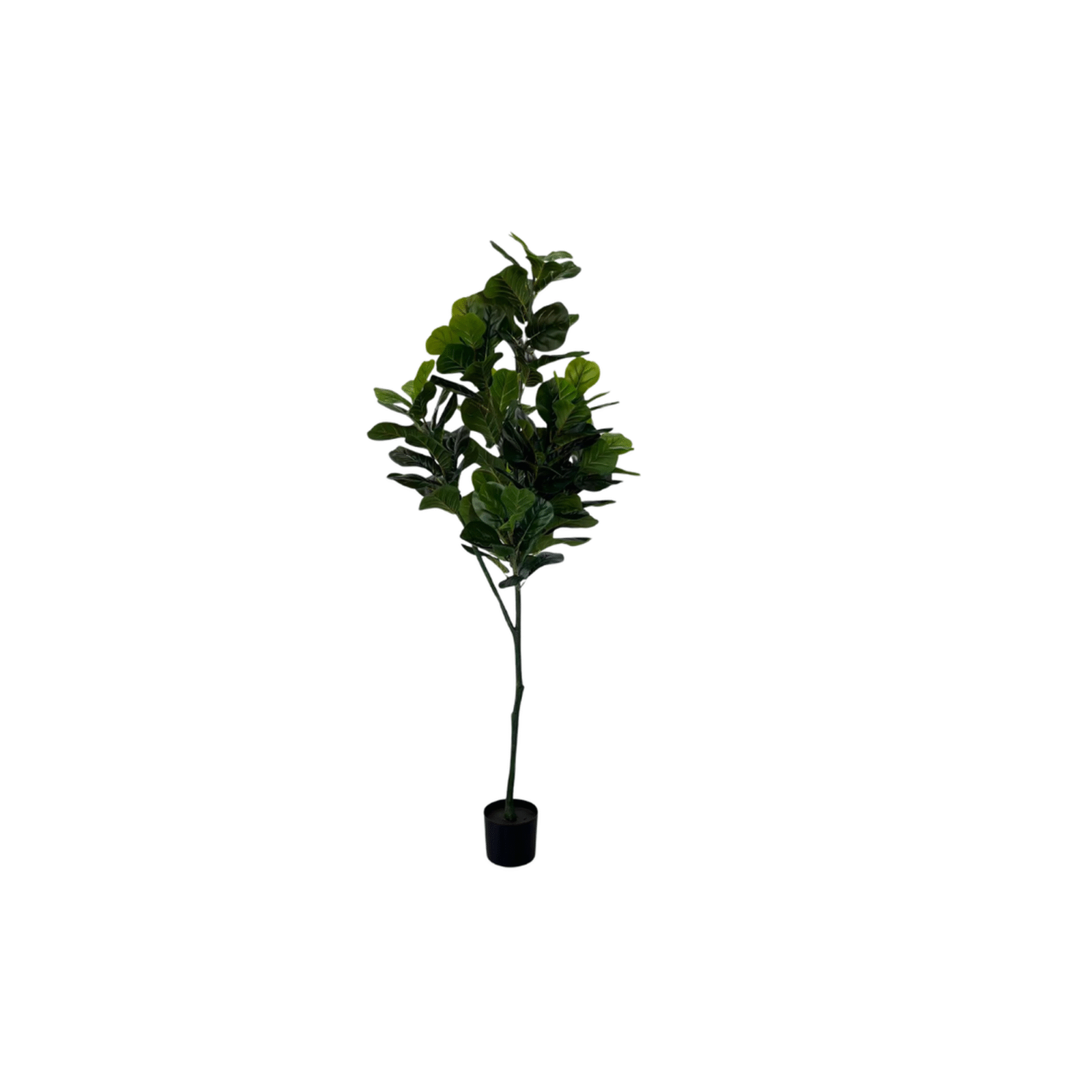 PLANTA ARTIFICIAL FICUS PANDURATA 180CM - Imagen 6