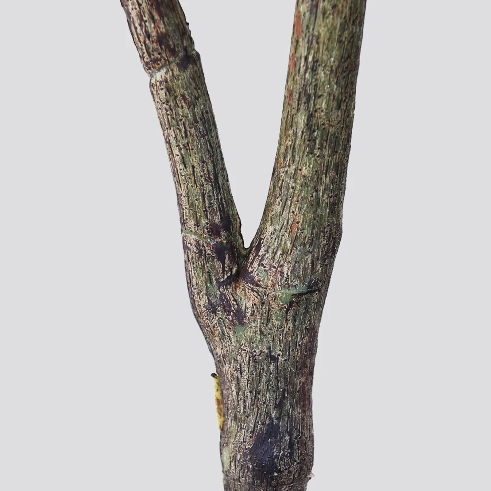 PLANTA ARTIFICIAL FICUS PANDURATA 180CM - Imagen 7