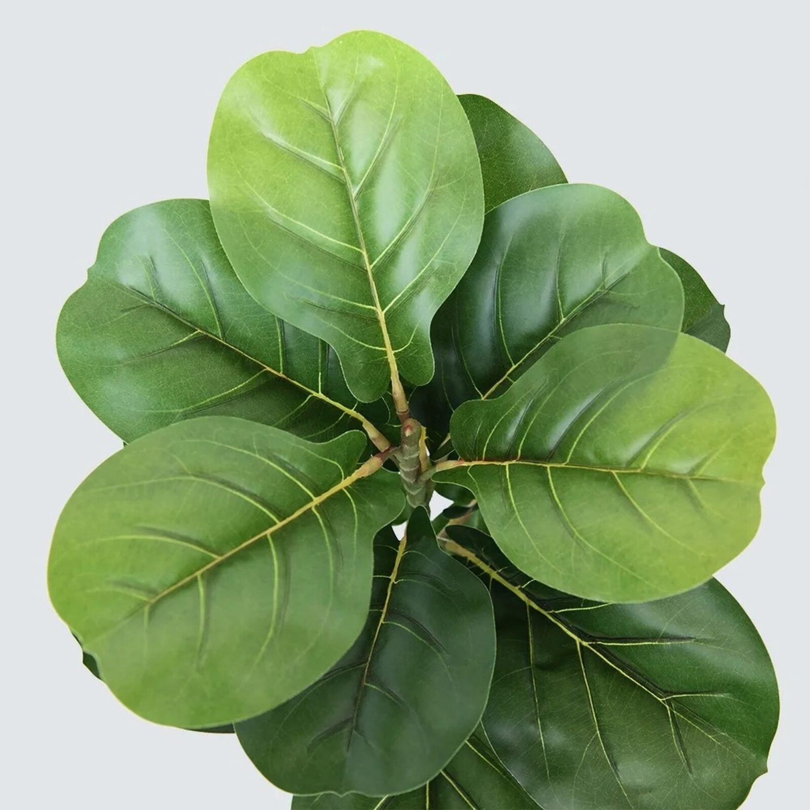 PLANTA ARTIFICIAL FICUS PANDURATA 180CM - Imagen 9