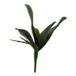 HOJA DE ORQUIDEA 30 CM X 5