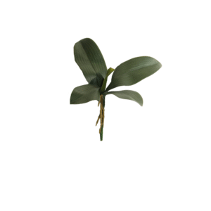 HOJA DE ORQUIDEA 30 CM X 5