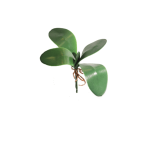 HOJA DE ORQUIDEA 33CM X 5