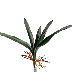 HOJA DE ORQUIDEA 33CM X 5