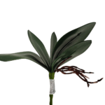 HOJA DE ORQUIDEA 25CM X 6