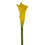 CARTUCHO 63 CM AMARILLO