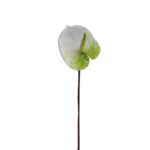 ANTURIO 65 CM BLANCO