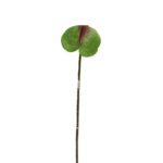 ANTURIO 65 CM VERDE