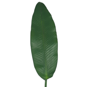 HOJA DE BANANO 115CM
