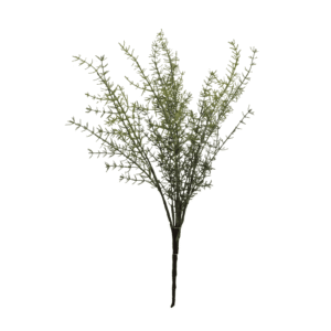 ESPARRAGO