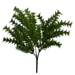 HIERBA ELEUSINE INDICA VERDE OSCURO