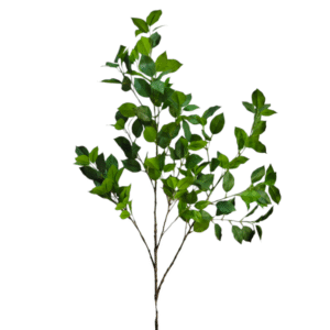 HOJA DE HIGUERA