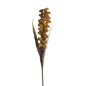 ESPIGA GINGER AMARILLA 110CM