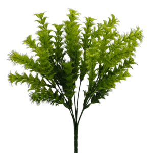 HIERBA ELEUSINE VERDE CLARO