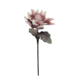 ESPIGA NARDO MORADO 75CM