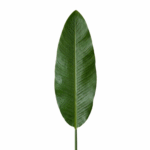 HOJA DE BANANO X 1 103CM
