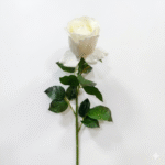 ROSA BLANCA CON HOJITAS 68cm