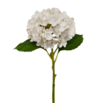 HORTENSIA REAL BLANCA 49cm