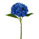 HORTENSIA REAL AZUL 49cm