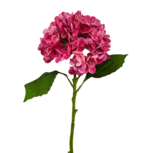 HORTENSIA REAL ROSADA 49cm