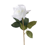 ROSA REAL BLANCA 65cm