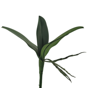 HOJA DE ORQUIDEA 23 CM X 3 HOJAS